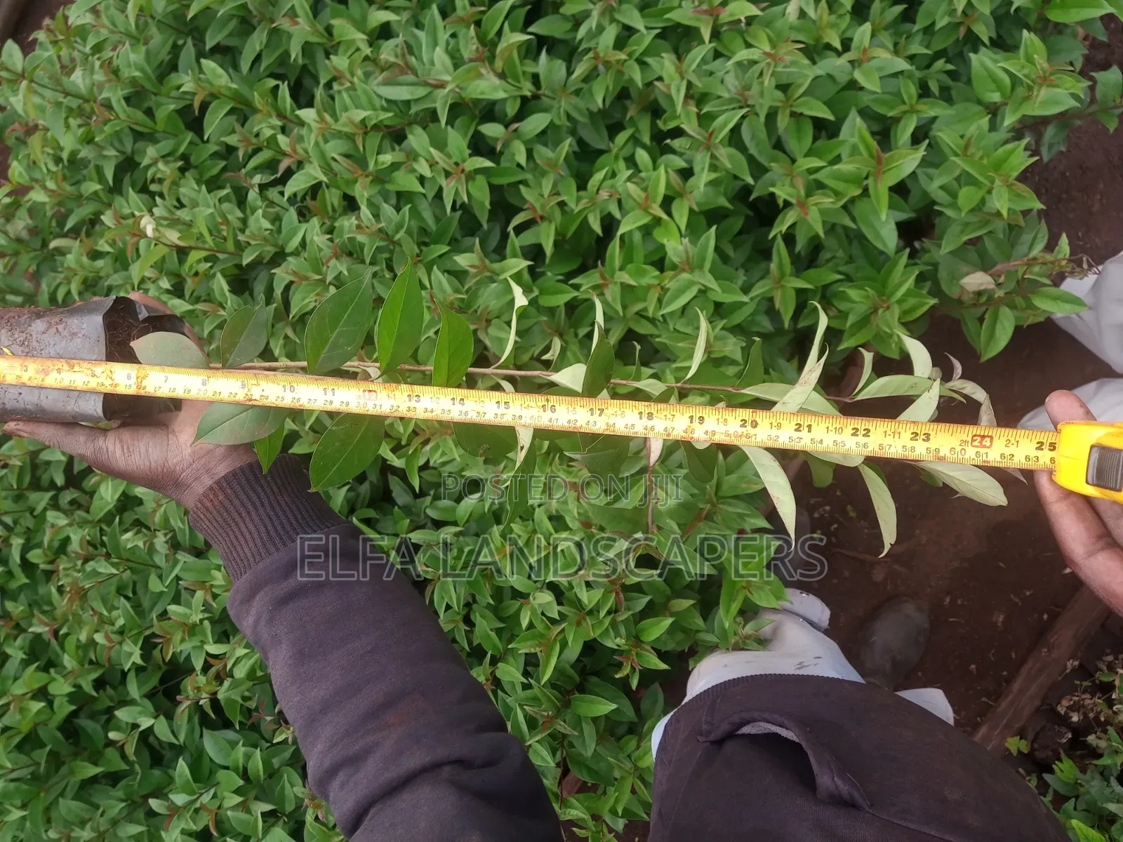 Japonica Fencing plants.Fast Growing Hedge and Very Drought Resistant.