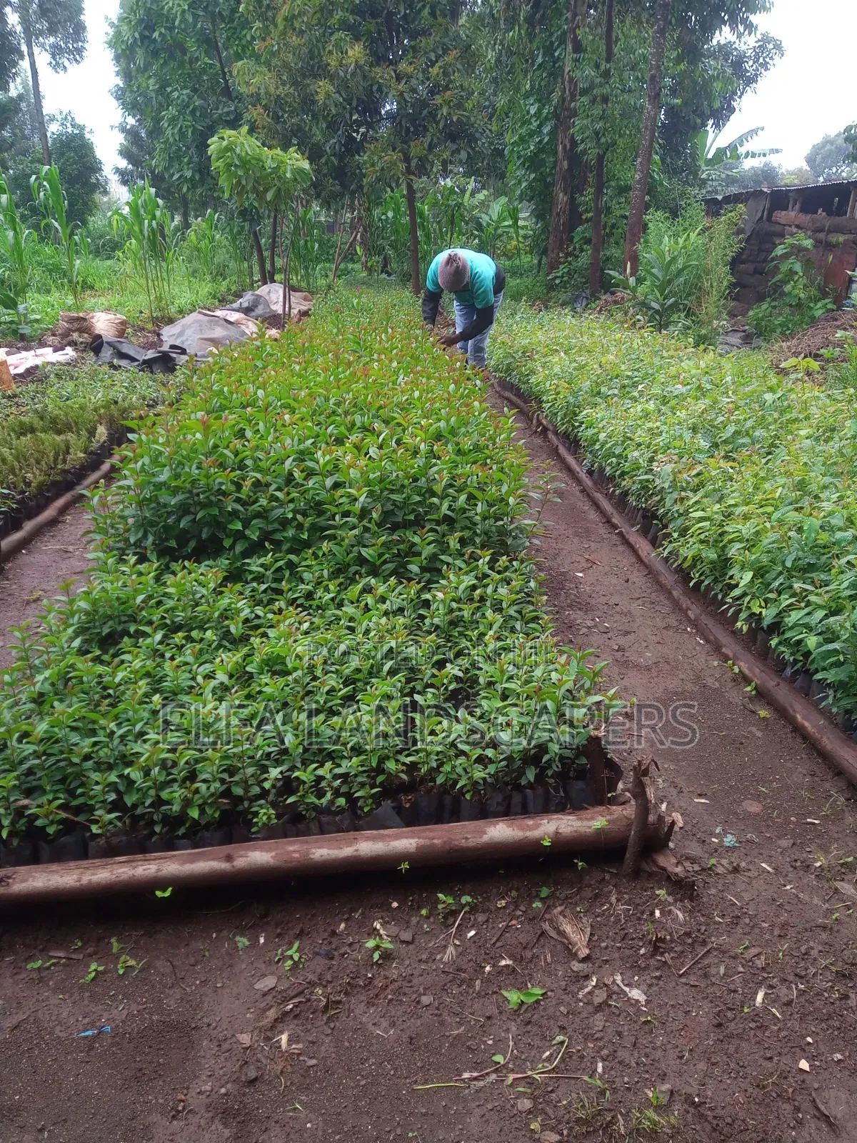 Japonica Fencing plants.Fast Growing Hedge and Very Drought Resistant.