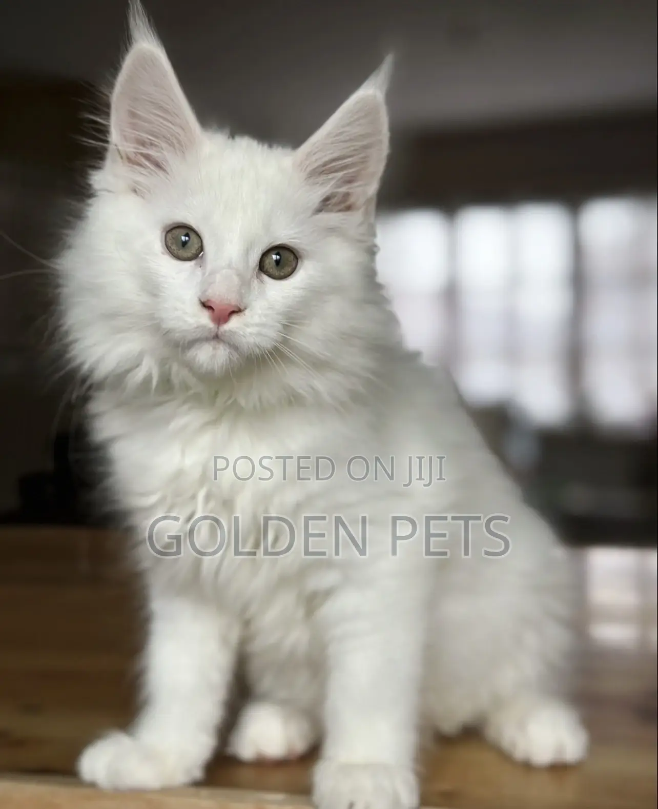 1-3 months Male Purebred Maine Coon