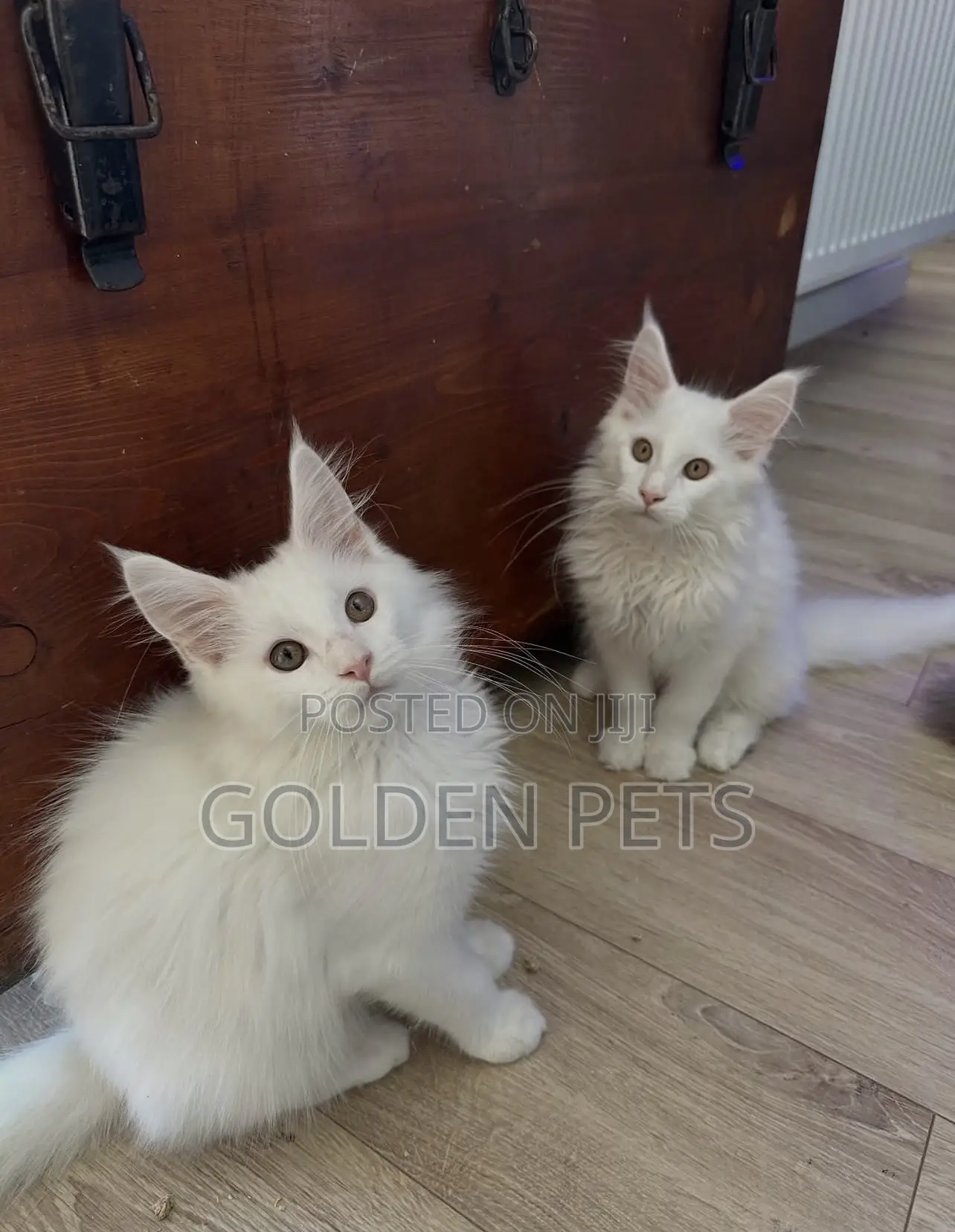 1-3 months Female Purebred Maine Coon