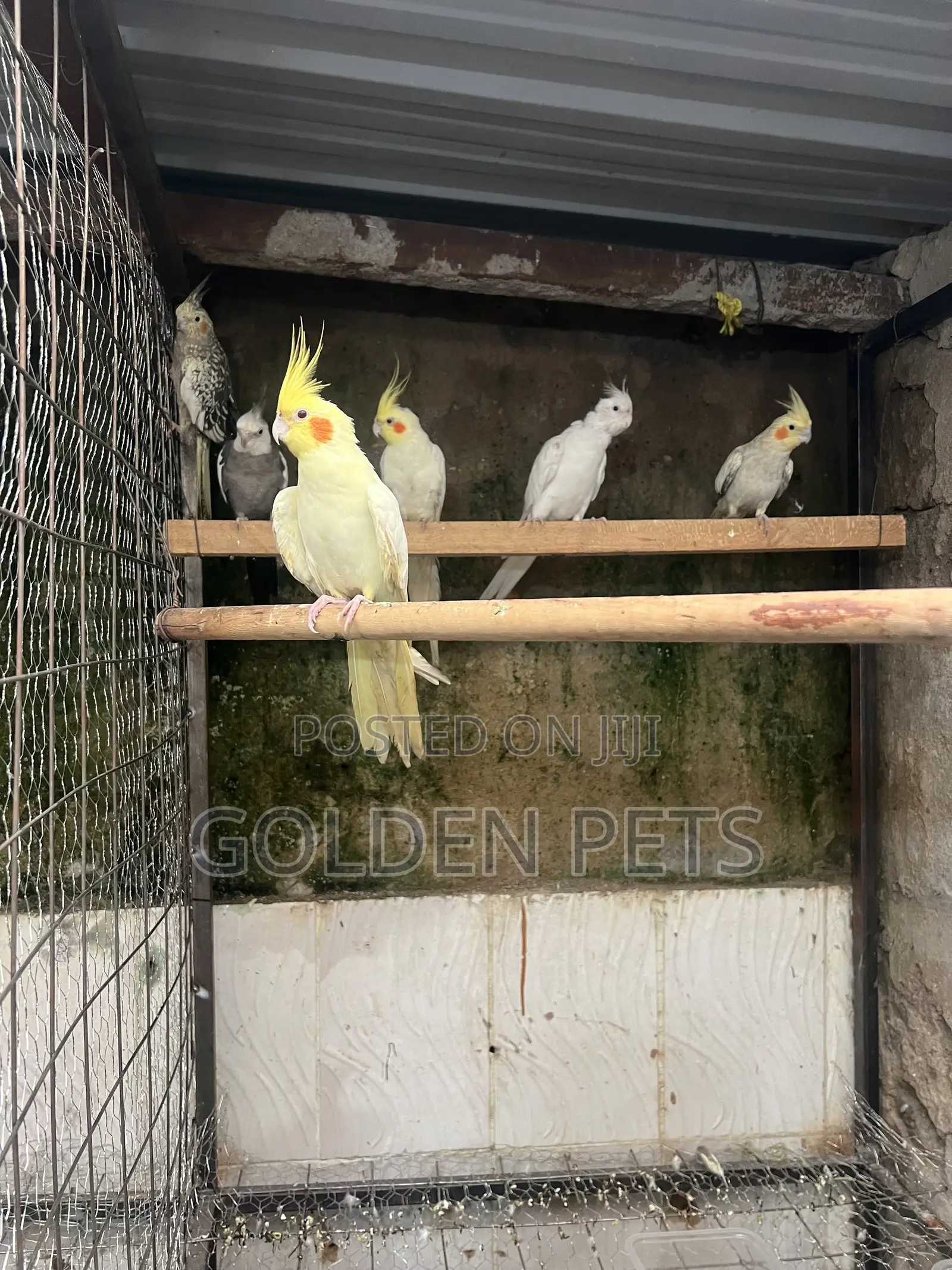 Cockatiels