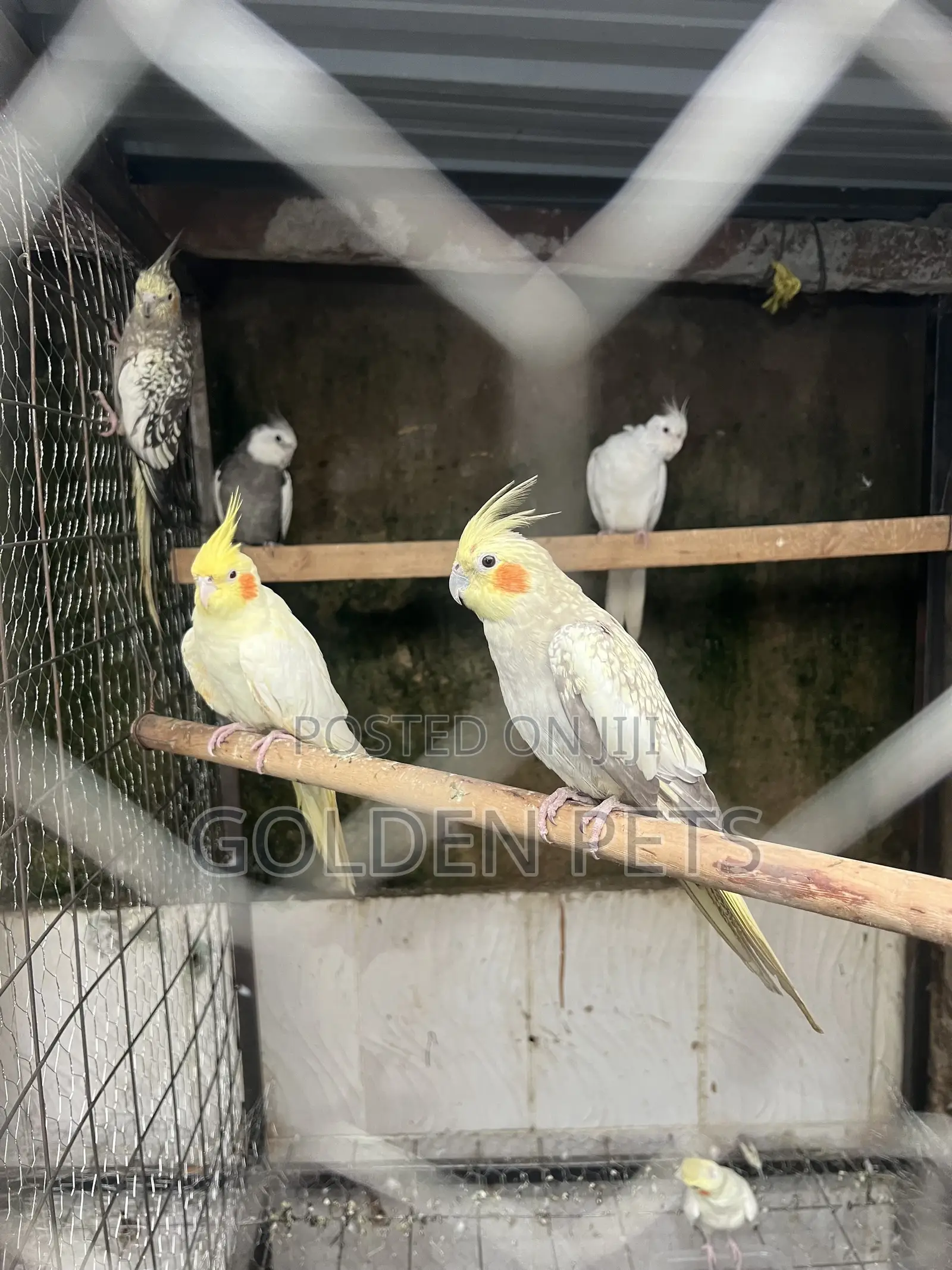 Cocktiels Available