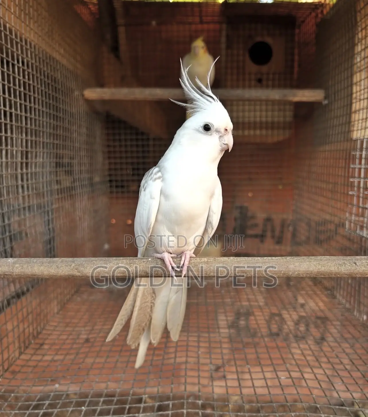Cockatiels Available 13k Healthy
