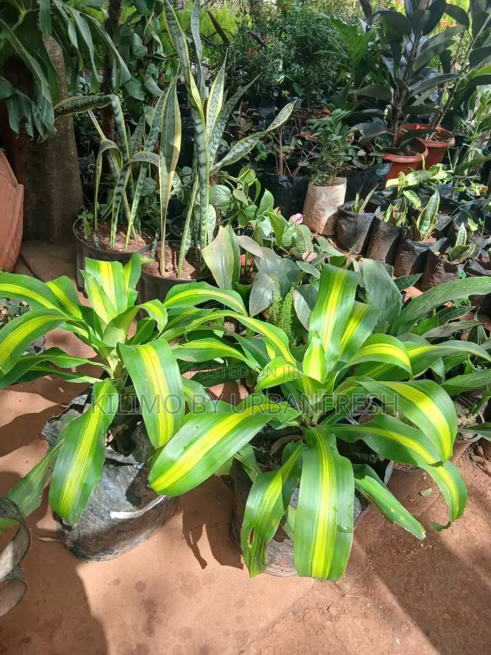 Dracaena Fragrans Plant.