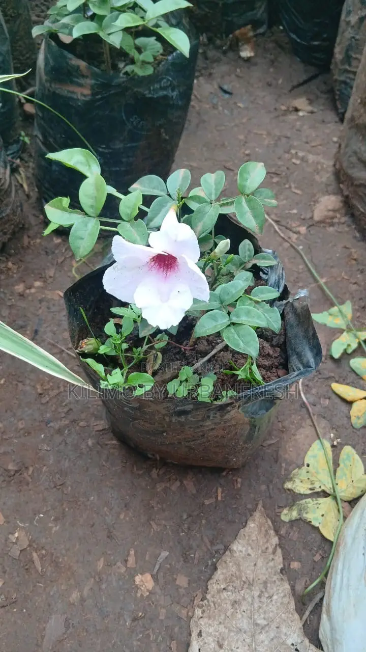 Jasmine Pandorea Plant