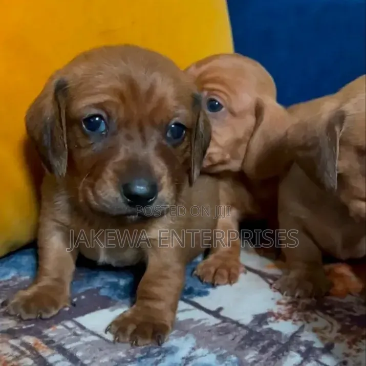 1-3 months Female Purebred Dachshund