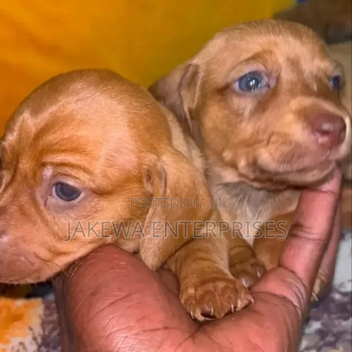 1-3 months Female Purebred Dachshund