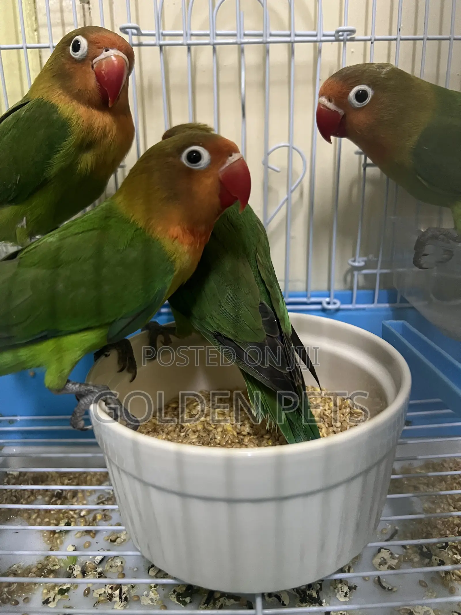 Healthy Lovebirds