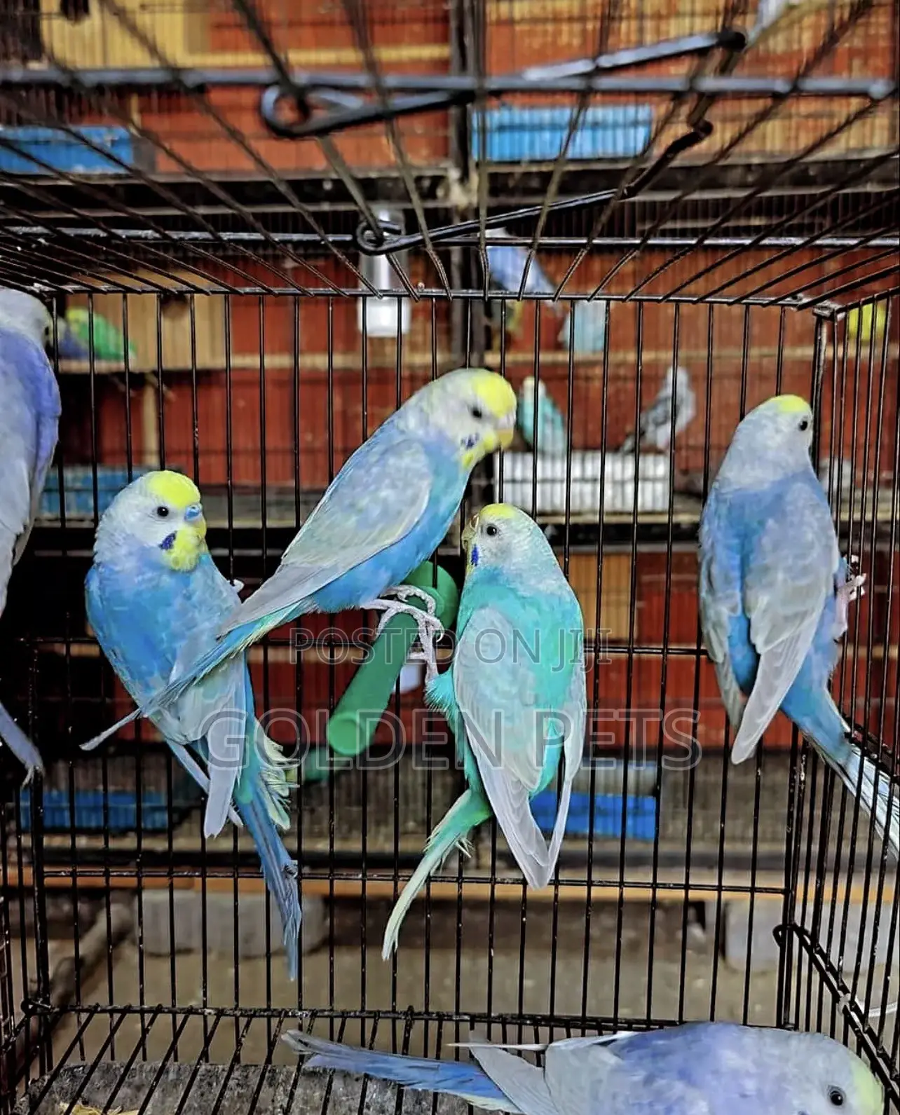 Budgies Available Now