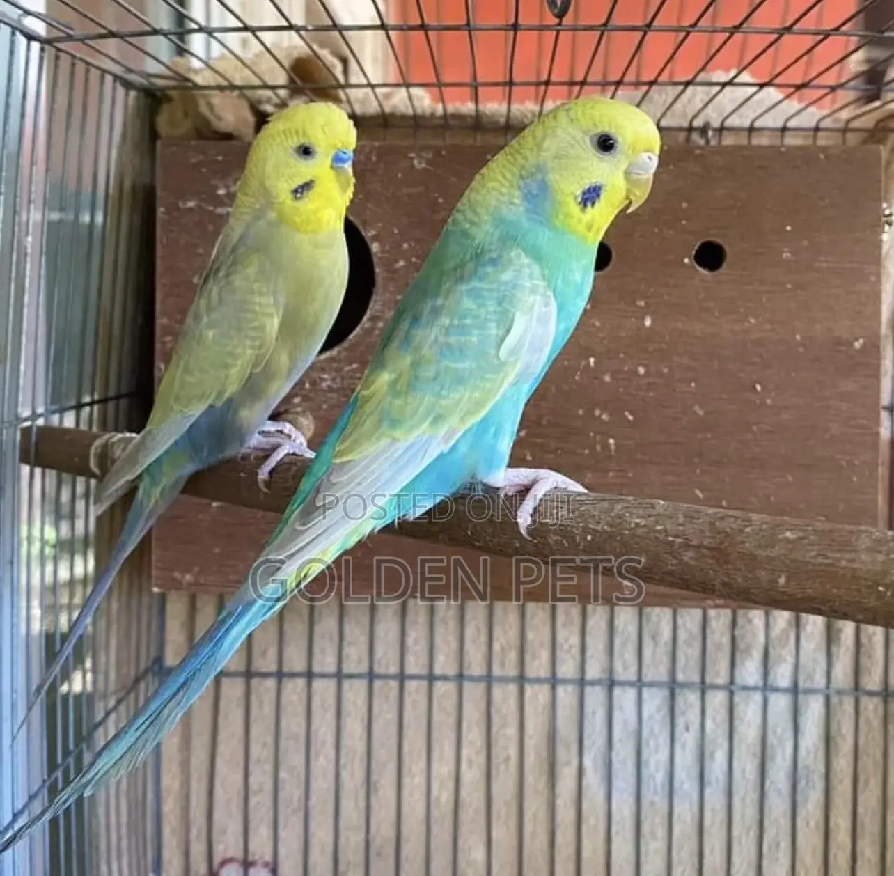 Breeding Pair