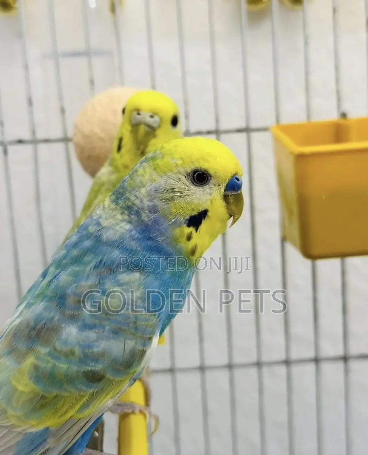 Budgies Available Healthy Birds