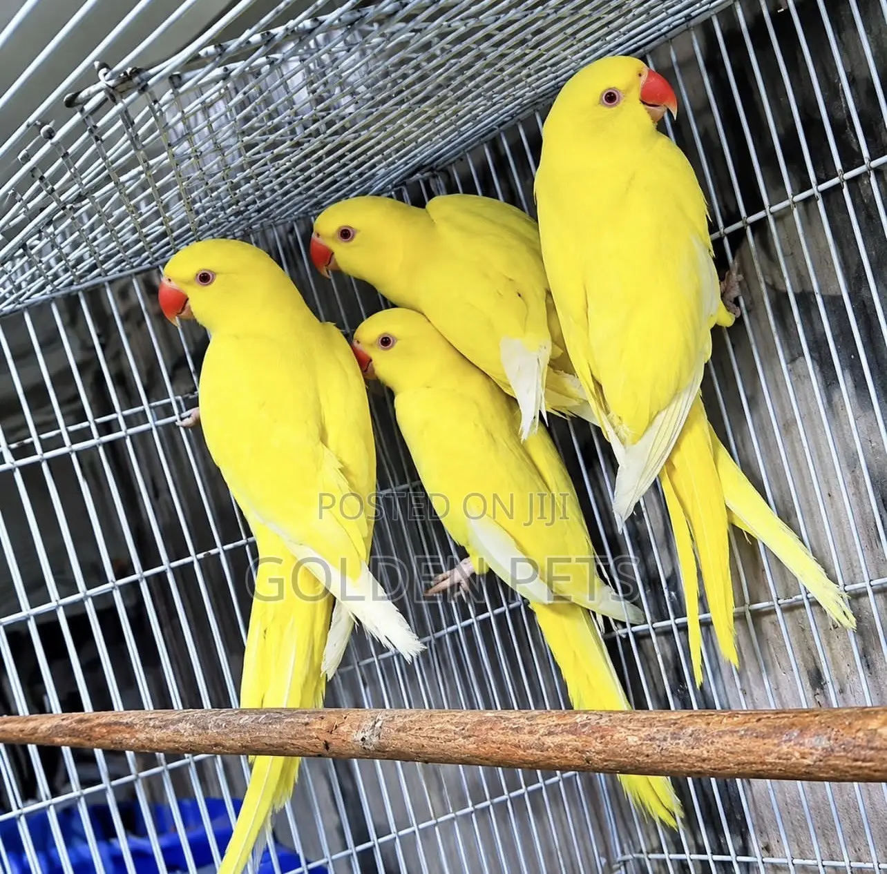 Lutino Indian Ringnecks