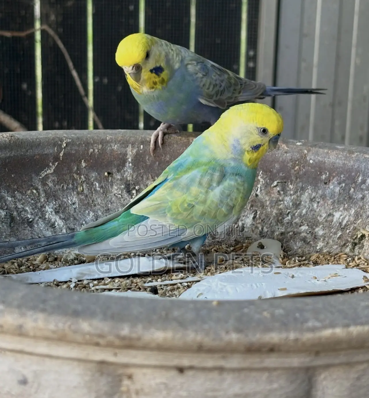 Semi Adult Budgies