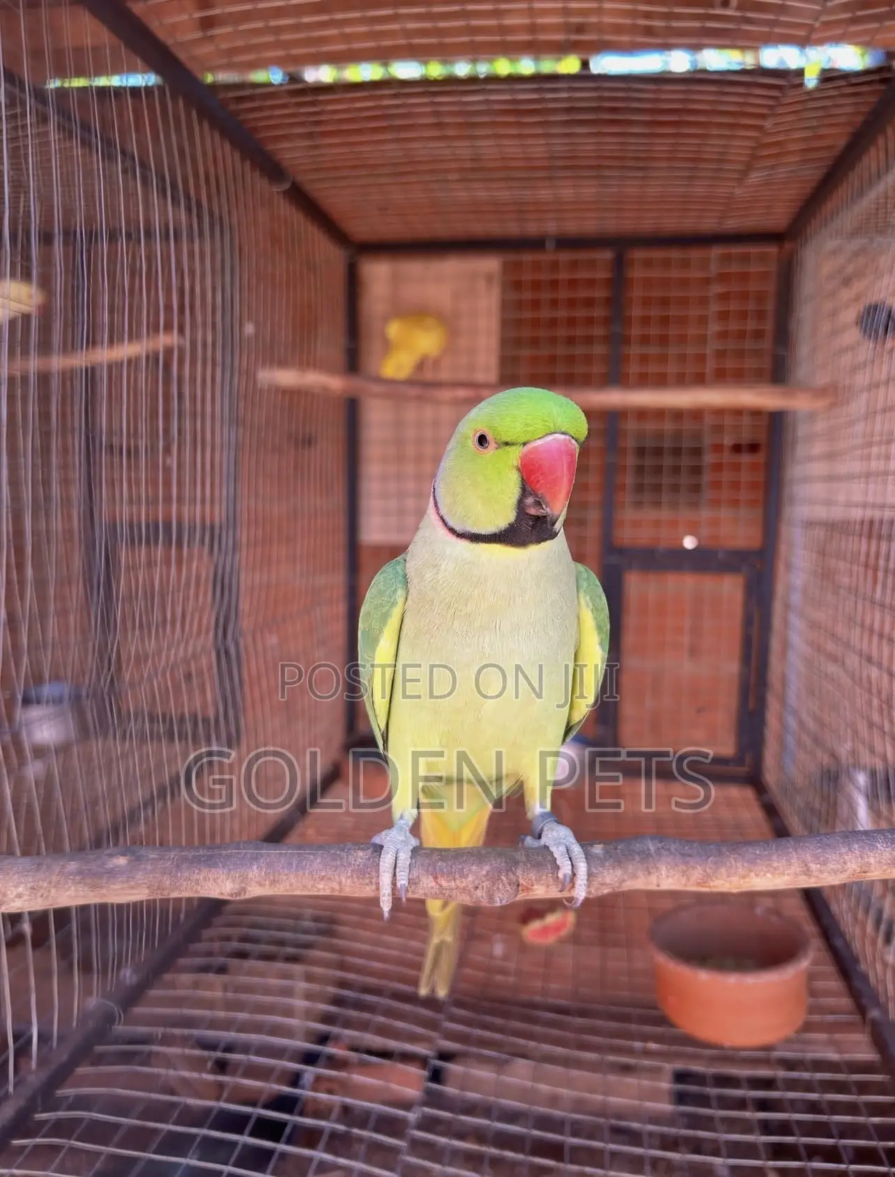 Green Indian Parrot