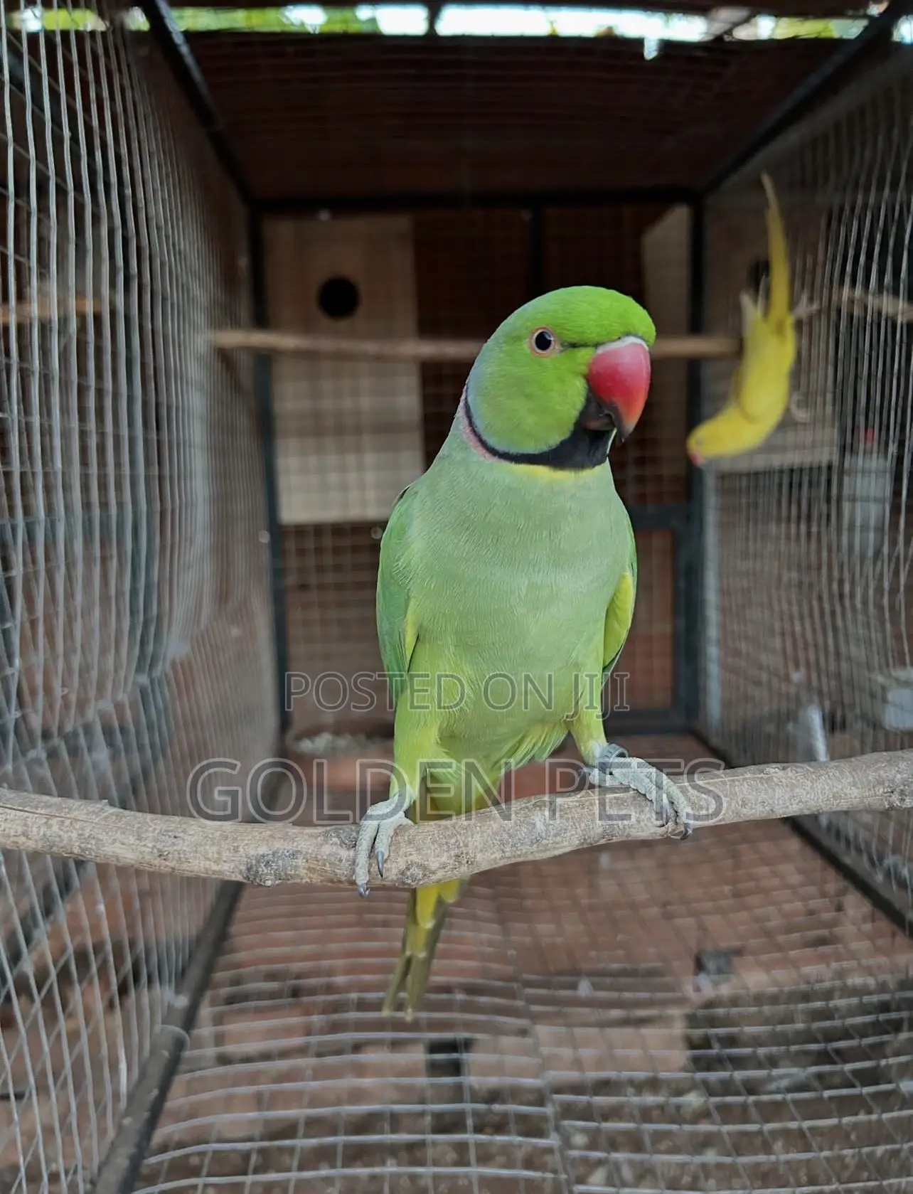 Indian Ringnecks