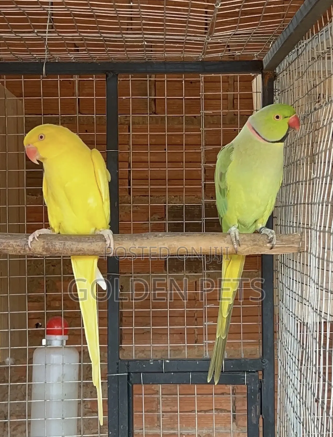 Indian Ringnecks