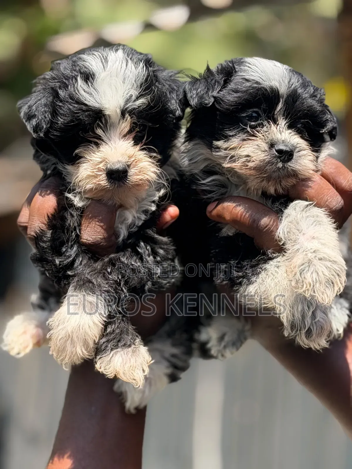 1-3 months Male Purebred Havanese