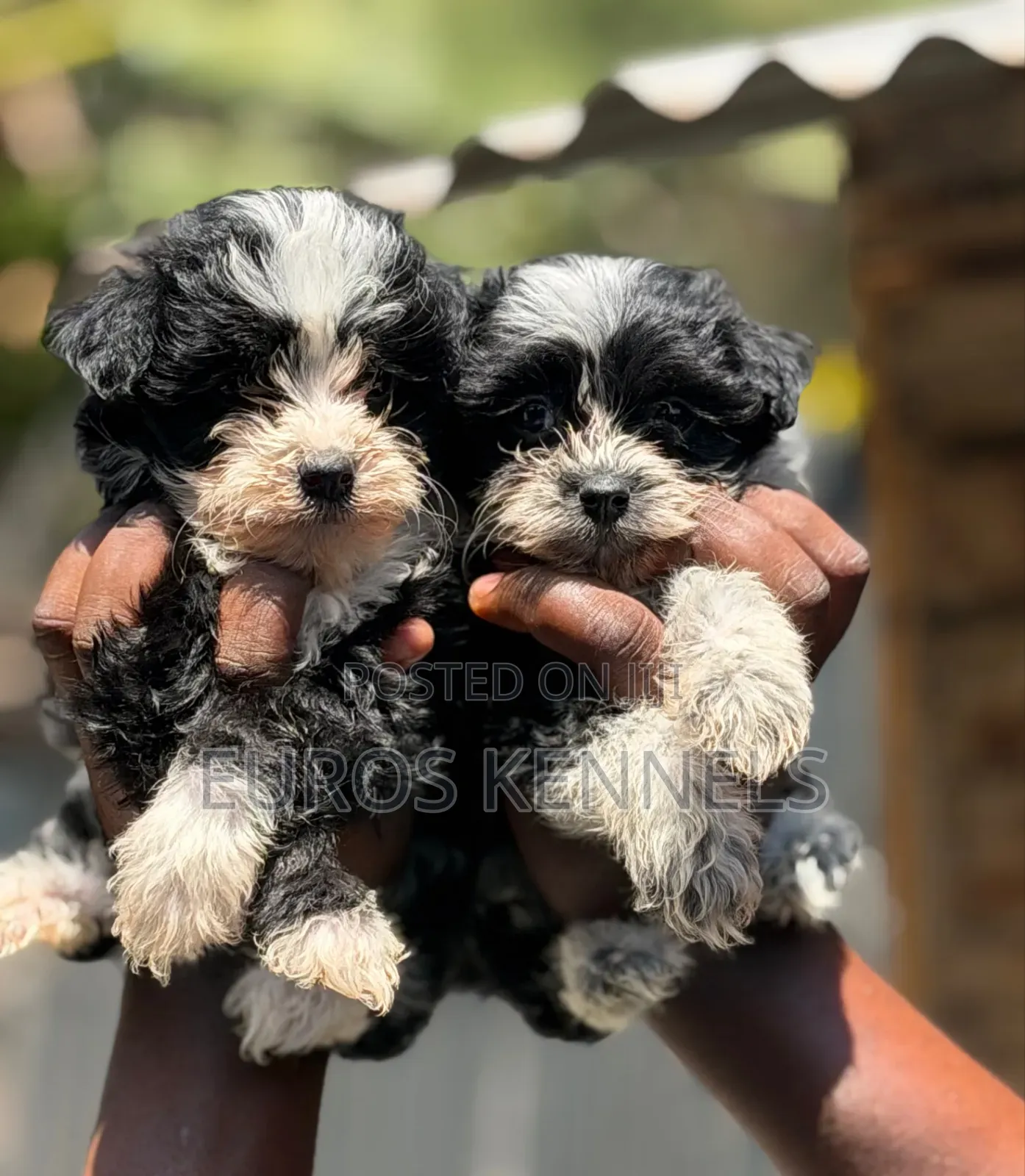 1-3 months Male Purebred Havanese