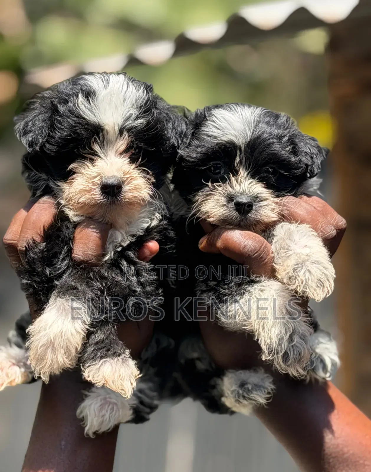 1-3 months Male Purebred Havanese