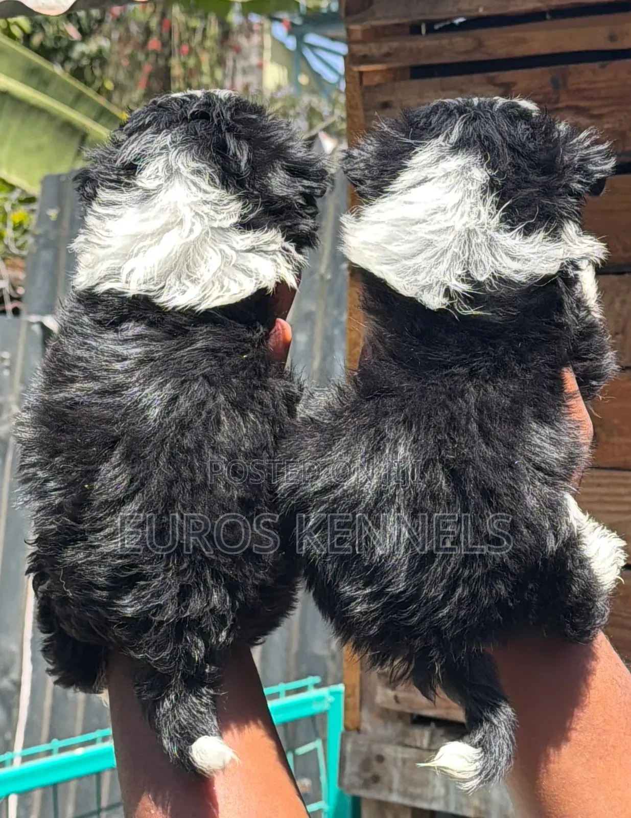 1-3 months Male Purebred Havanese