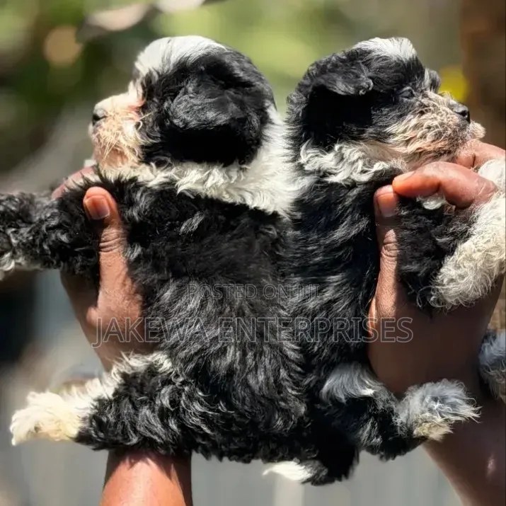 1-3 months Male Purebred Havanese
