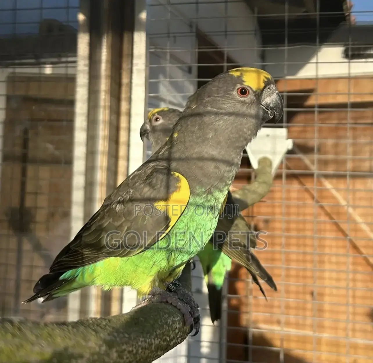 Mayer Parrots