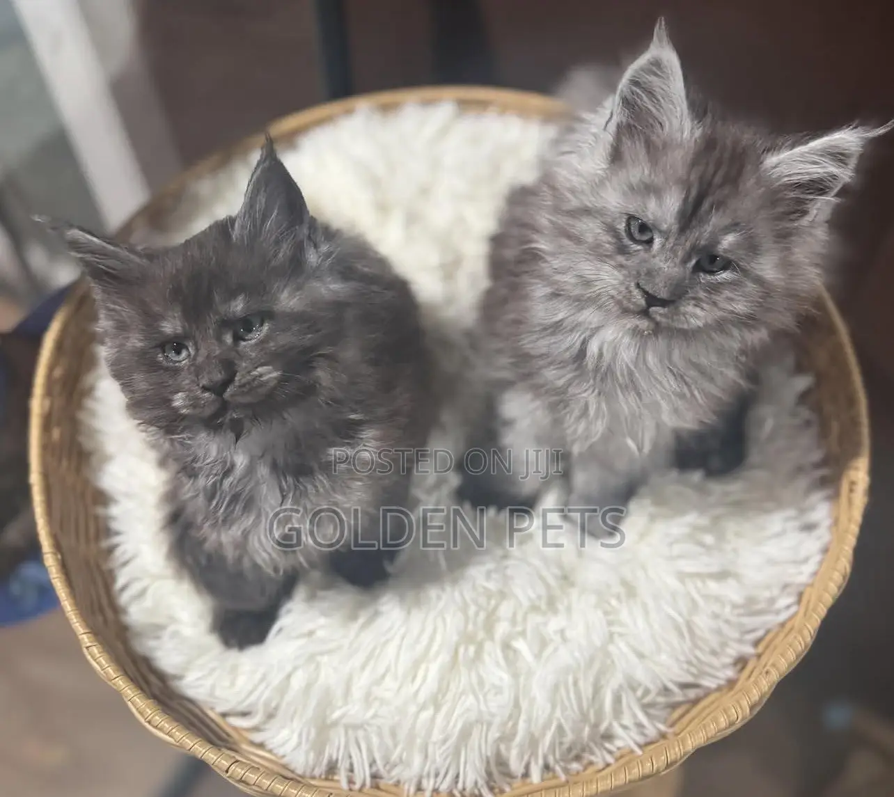 1-3 months Male Purebred Maine Coon