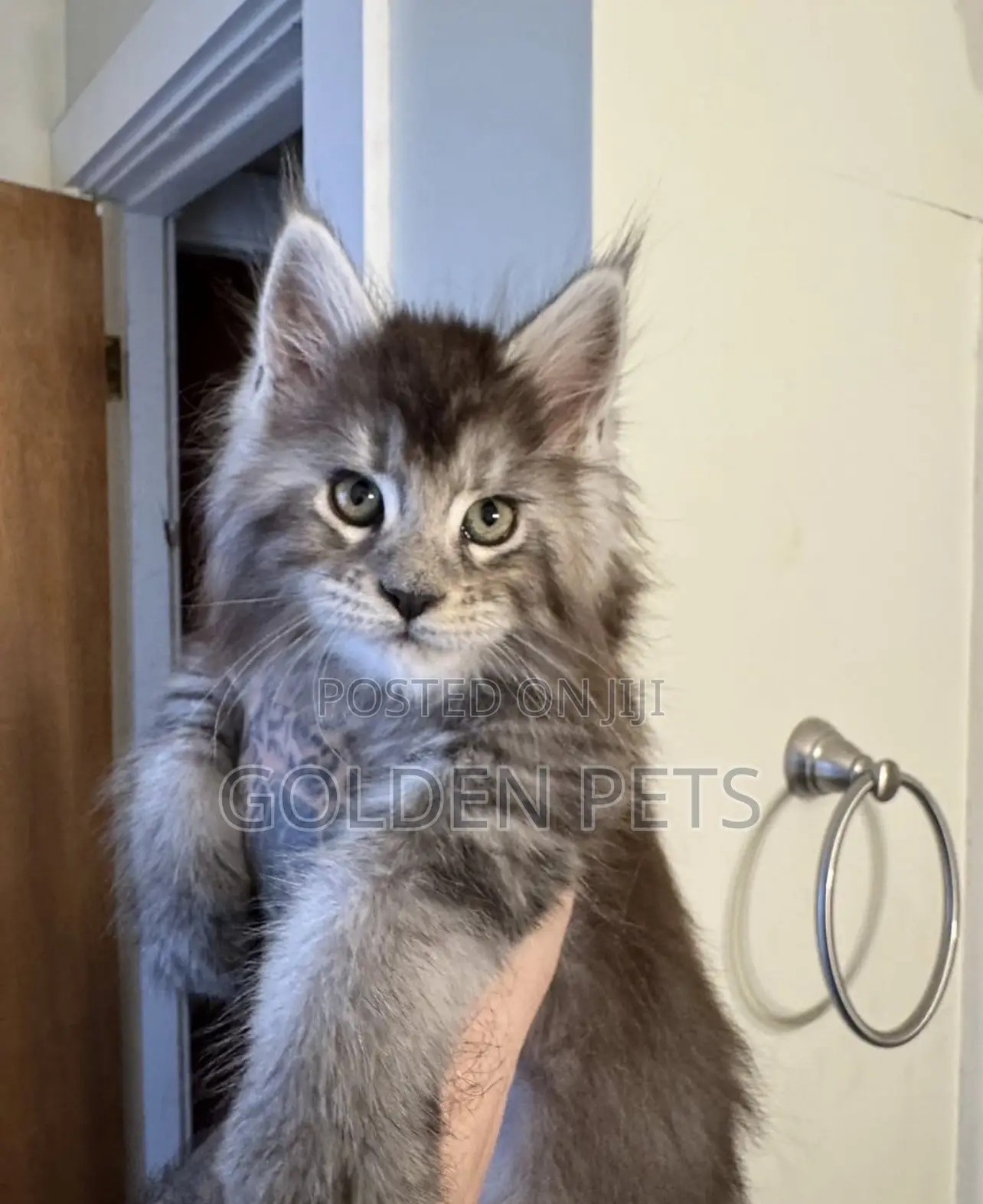 1-3 months Male Purebred Maine Coon