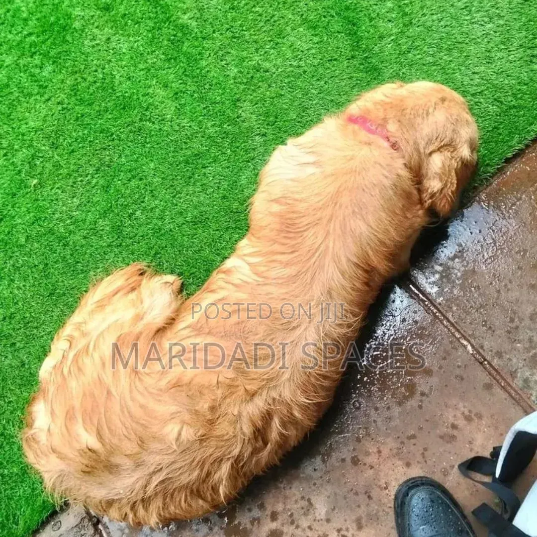Pet Friendly 25mm Artificial Turf Grass