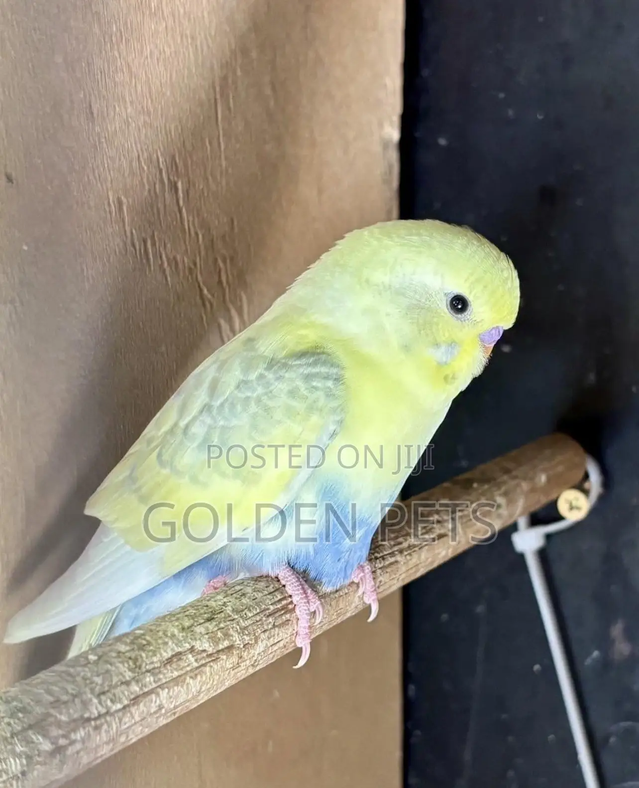 Parakeet Budgie