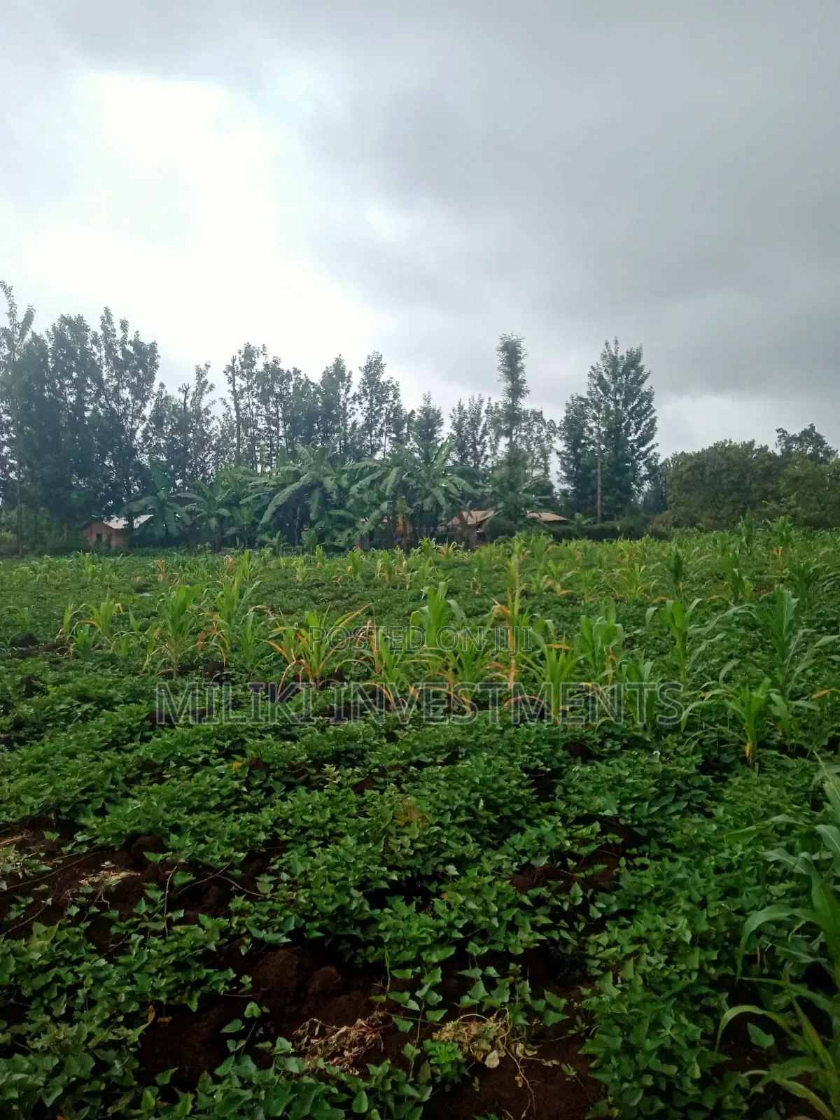 1 Acre on Sale at Kagio