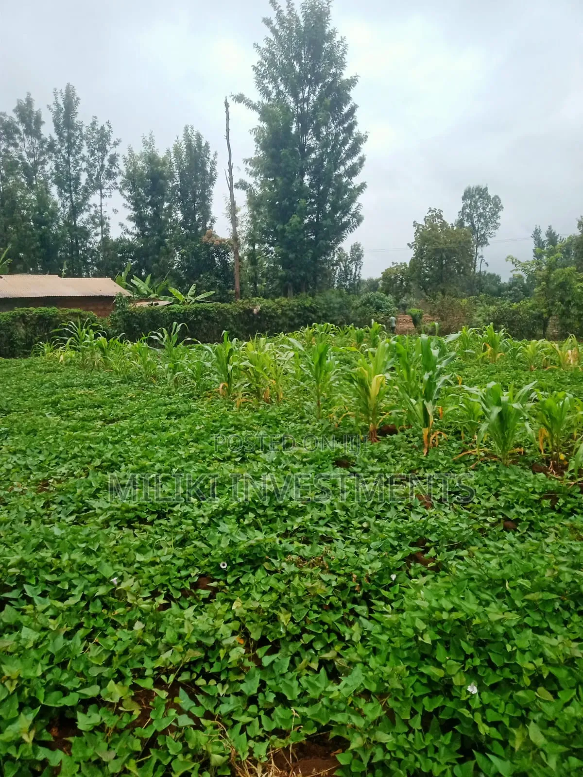 1 Acre on Sale at Kagio