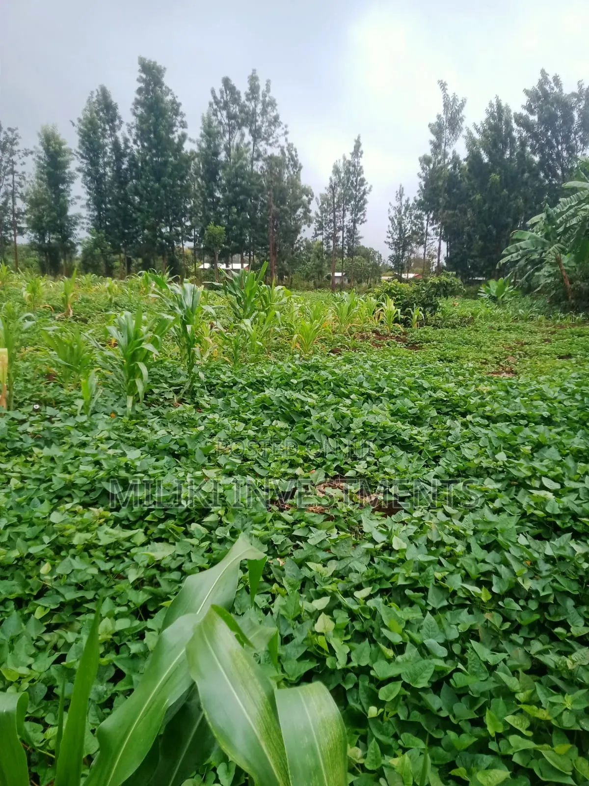 1 Acre on Sale at Kagio