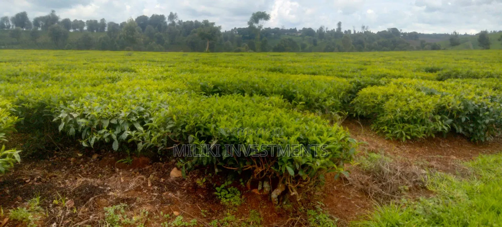 10-50 Acres on Sale at Kiambu -Ngorongo Area