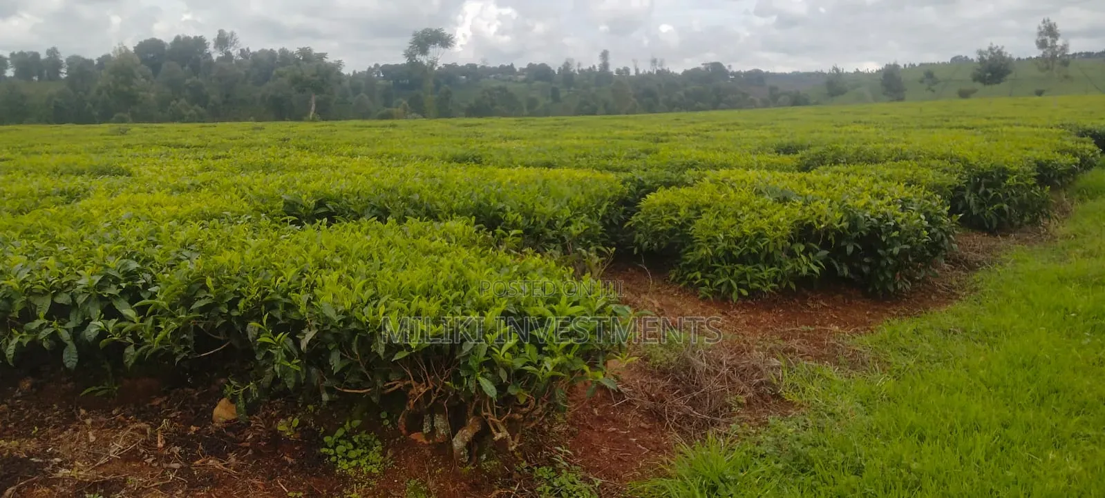 10-50 Acres on Sale at Kiambu -Ngorongo Area