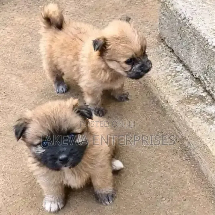 1-3 months Female Purebred Havanese