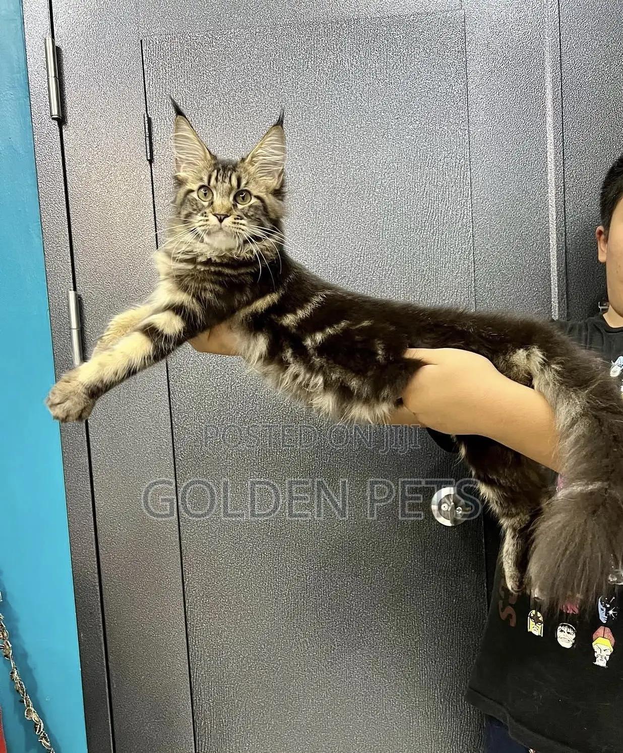1-3 months Male Purebred Maine Coon
