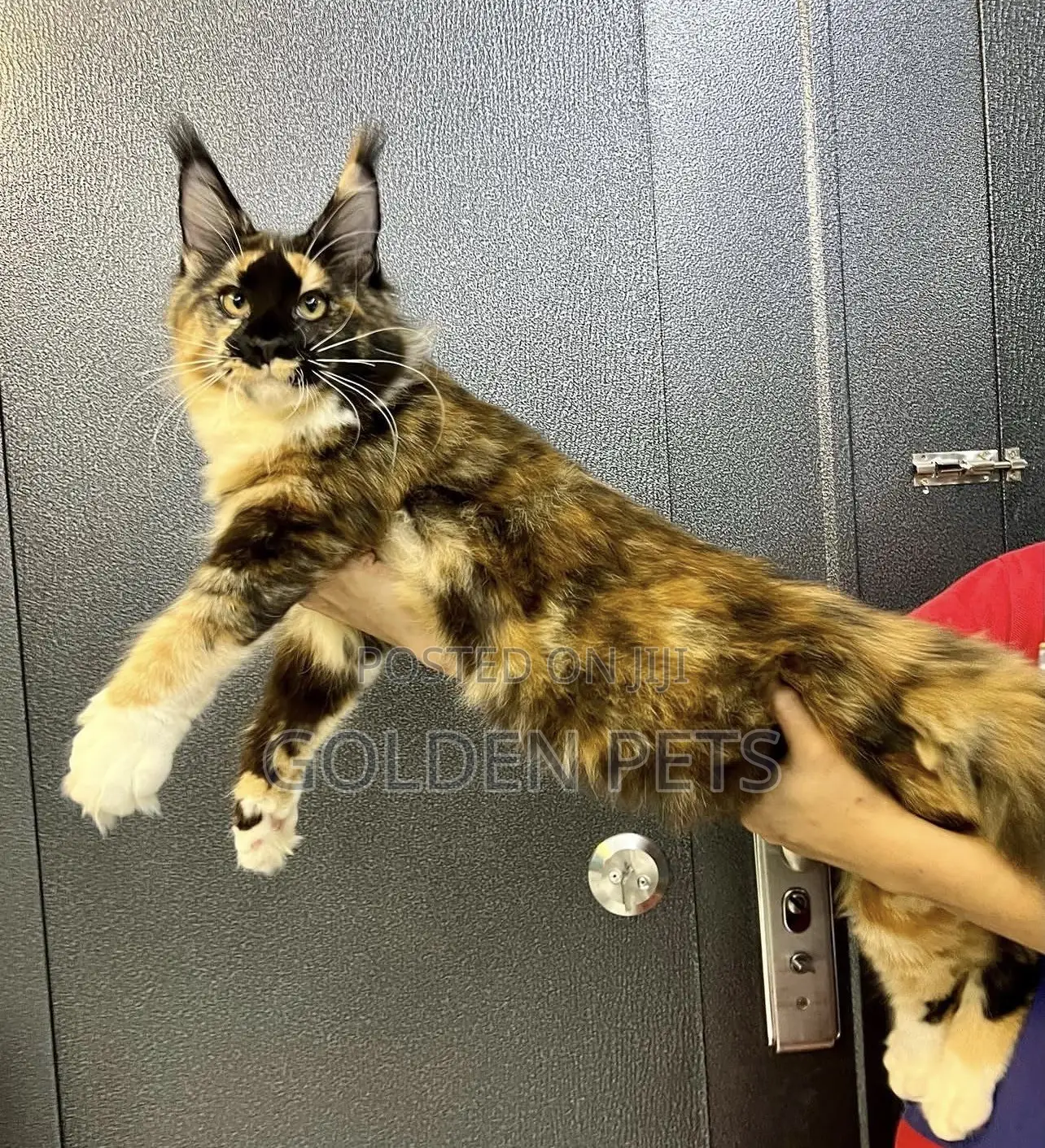 1-3 months Male Purebred Maine Coon