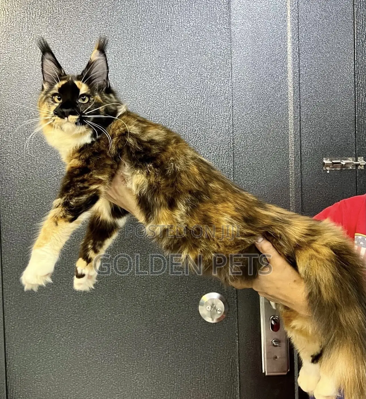 3-6 months Female Purebred Maine Coon