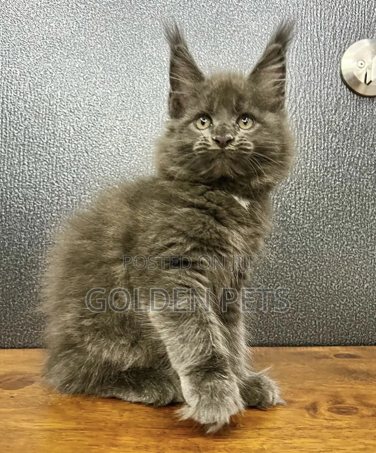 1-3 months Male Purebred Maine Coon