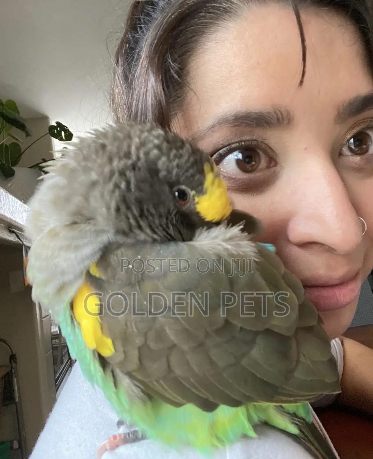 Meyer Parrots Available