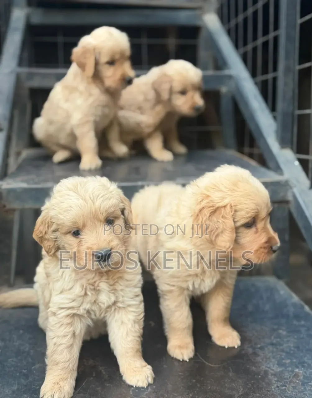 1-3 months Male Purebred Golden Retriever