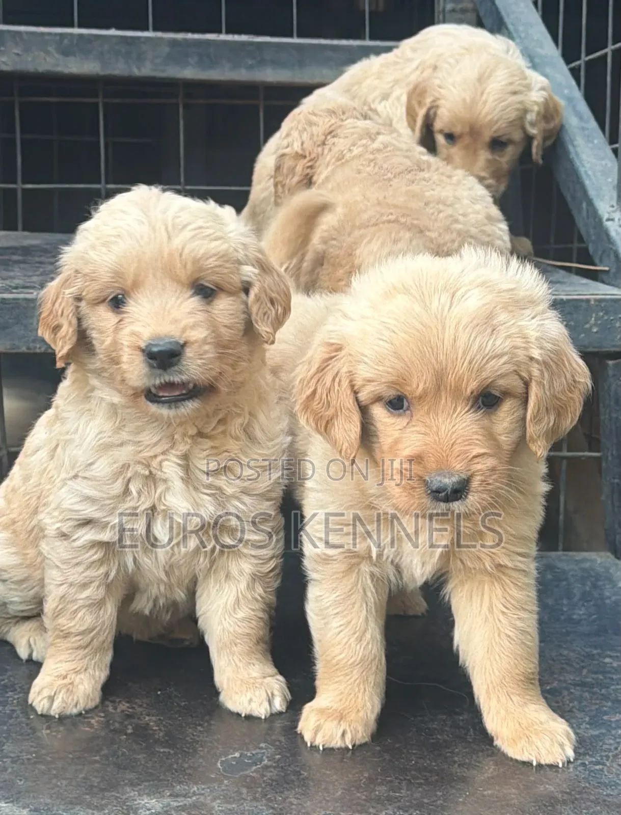 1-3 months Male Purebred Golden Retriever