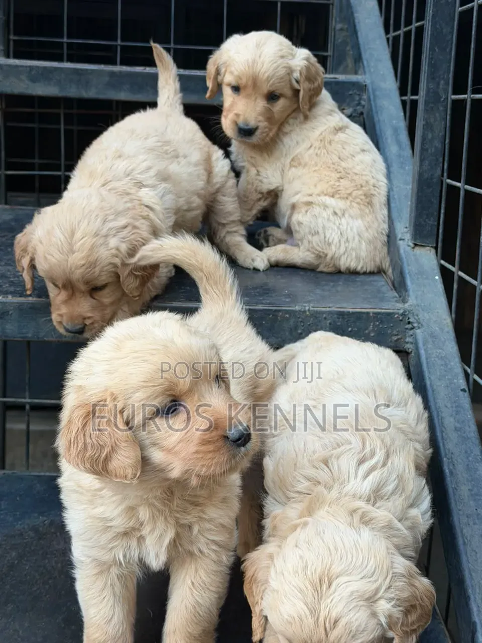 1-3 months Female Purebred Golden Retriever