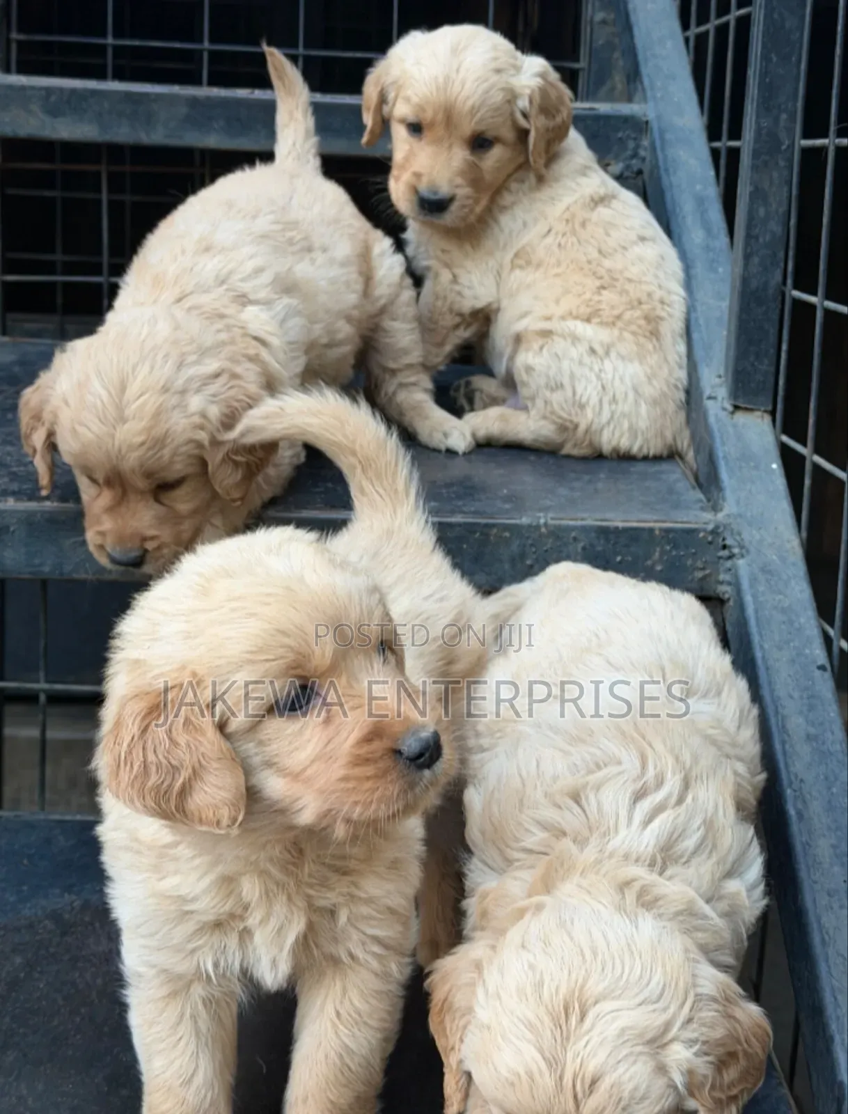 1-3 months Male Purebred Golden Retriever