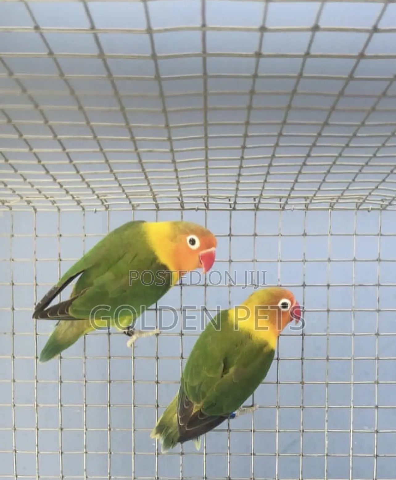African Lovebirds
