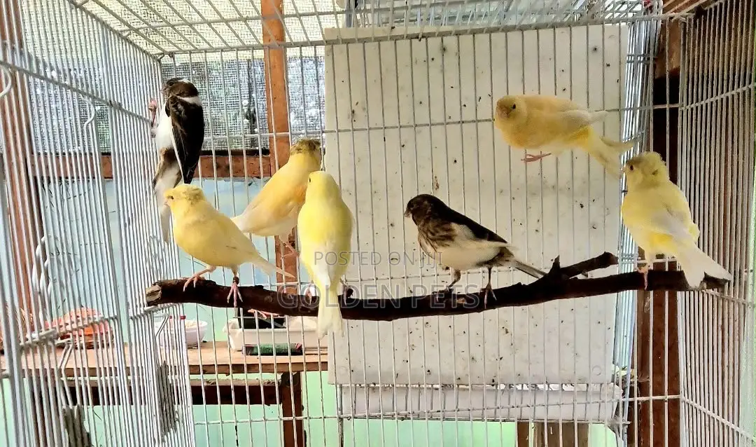 Canaries Imported