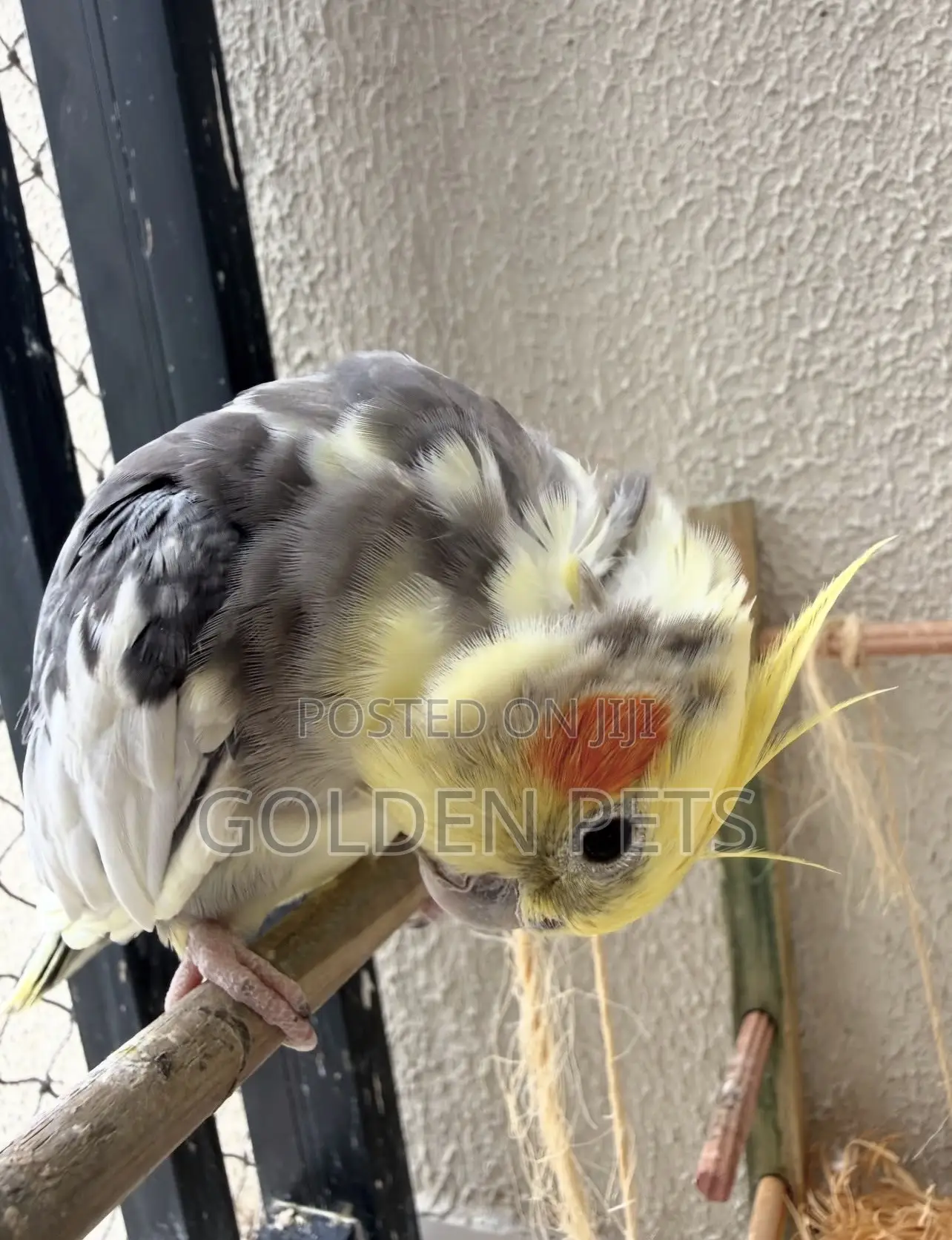 Cockatiels,Budgies