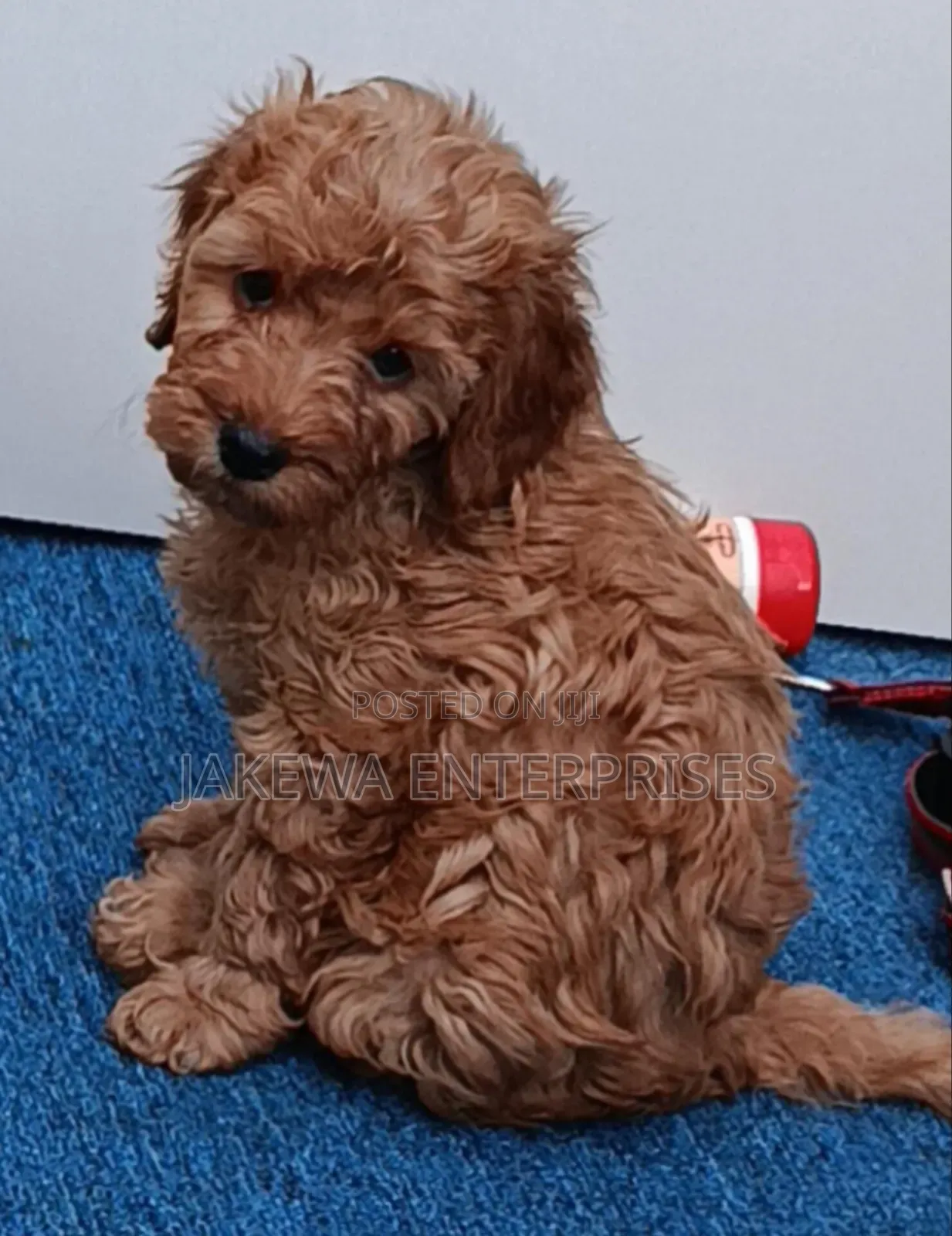 1-3 months Male Purebred Poodle