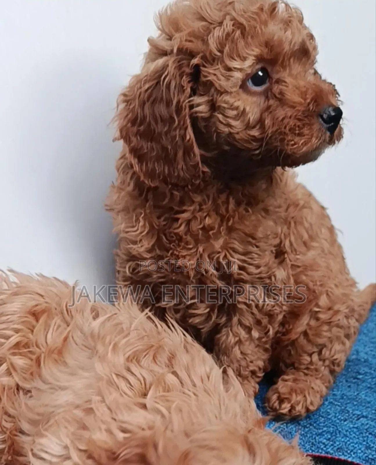 1-3 months Male Purebred Poodle